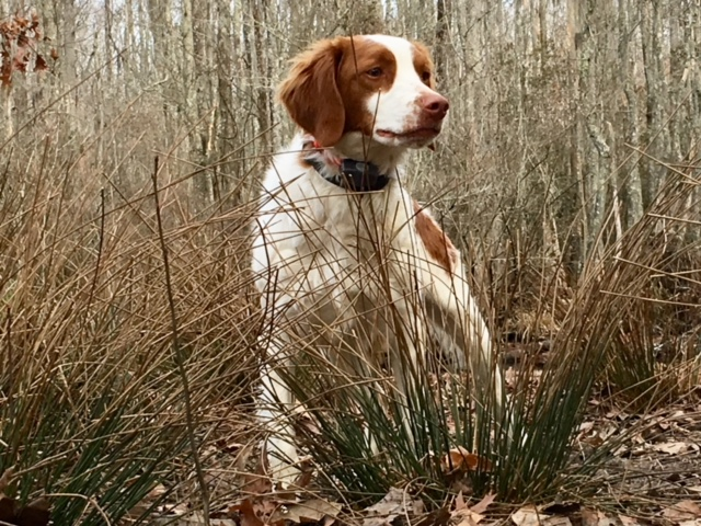 RIVER HAVEN DEACON'S LIL' RASCAL