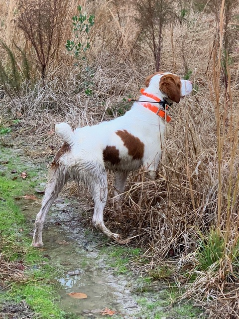 RIVER HAVEN'S BLAZE'N BANDIT