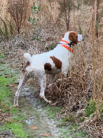 RIVER HAVEN'S BLAZE'N BANDIT