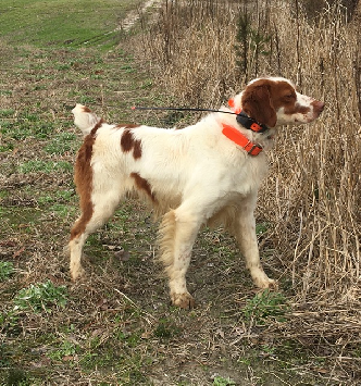 RIVER HAVEN'S BLAZE'N SAM