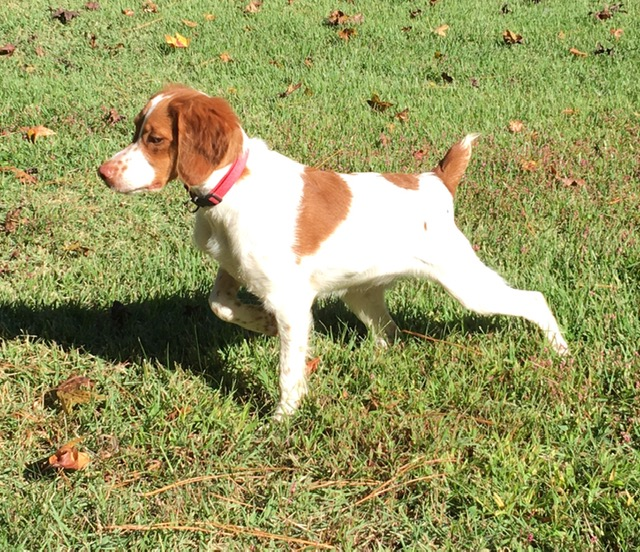 RIVER HAVEN'S HI TAILIN' TIPPI