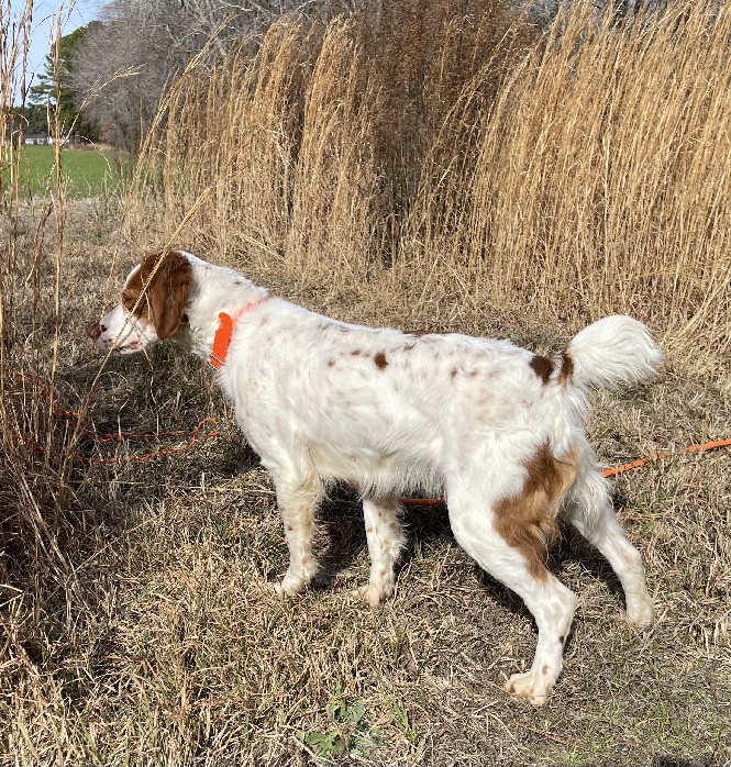 JONES' MILAN GRACE
