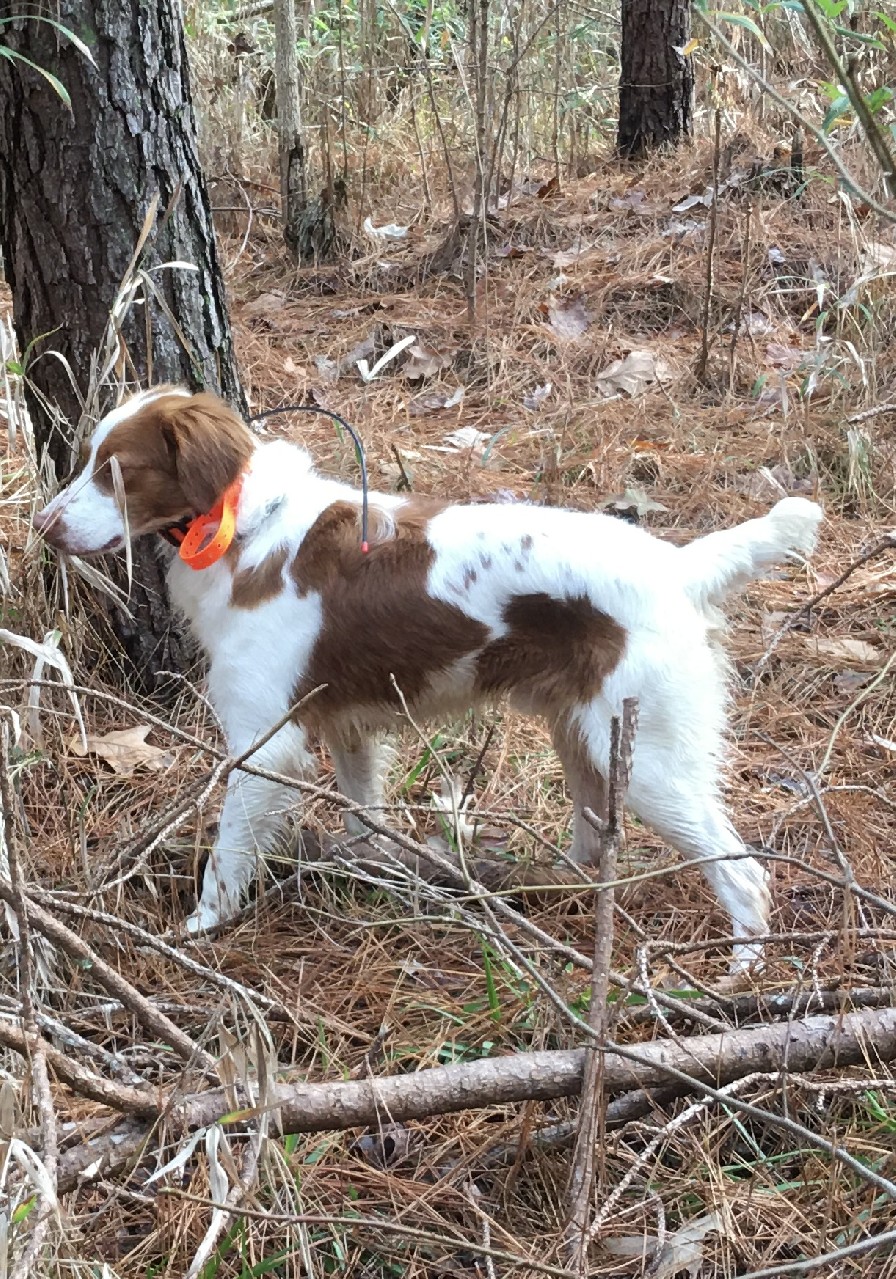 RIVER HAVEN'S CAROLINA COUNTRY BOY