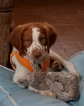 Pups From Previous Litters