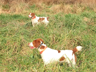 Hunting Pictures